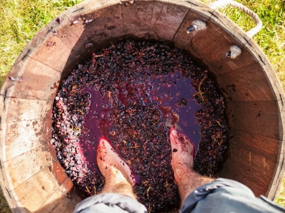 Pisado tradicional de uvas con los pies descalzos en barrica de madera en Utiel-Requena.