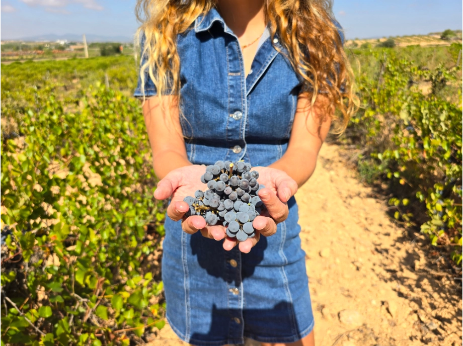 excursion-bodegas-utiel-requena_8