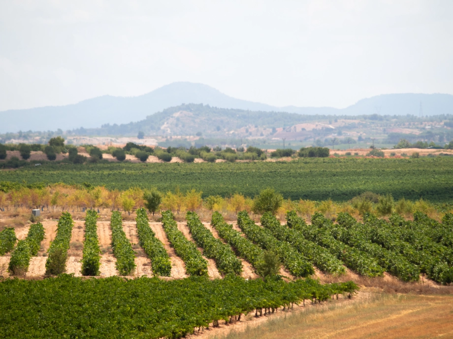 Experiencia con cata en la quesería en Utiel-Requena