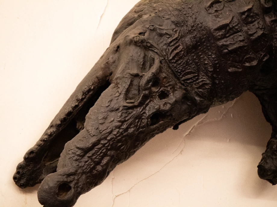 El dragón del Patriarca