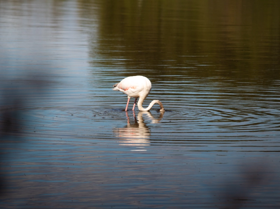 Flamenco en la Albufera
